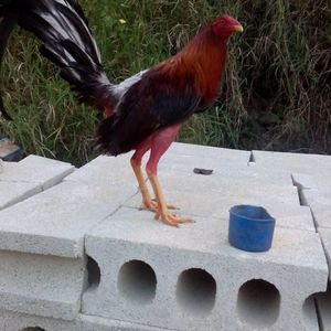 Meet your Posher, Ricky